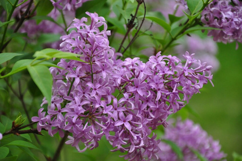 Сирень персидская syringa persica "Laciniata" С18, 8-10 см