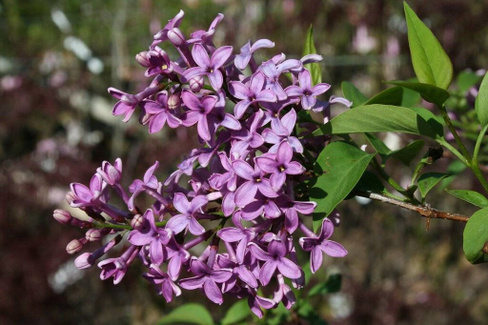 Сирень персидская кустовая syringa persica "Laciniata", 80-100см С10