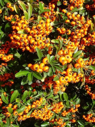 Пираканта Pyracantha "Navaho' С10, h. 80-100 см