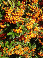 Пираканта Pyracantha "Navaho variegato' С10, h. 80-100 см