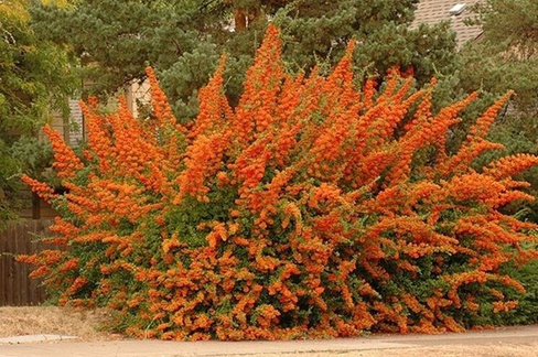 Пираканта аллая Pyracantha Orange Glow