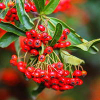 Пираканта узколистная Pyracantha cocc.Red Cushion