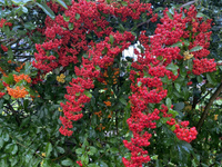 Пираканта ярко-красная Pyracantha coccinea 'Red Column' С2 h. 20-40 см