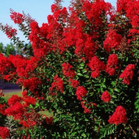 Лагерстремия Lagerstroemia ind. "Red imperator"