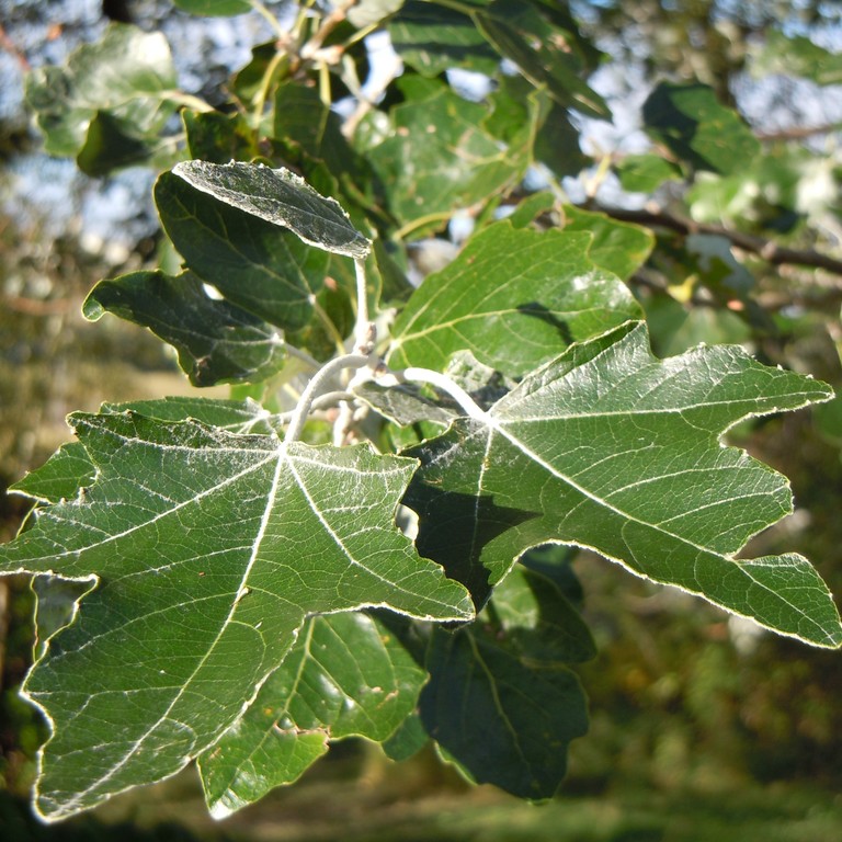 тополь серебристый фото листьев