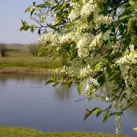 Черемуха Амурская