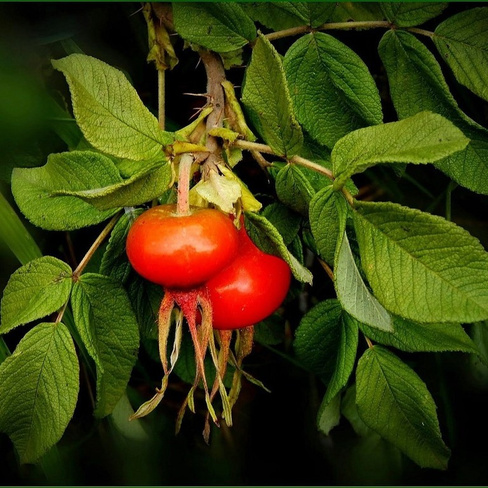 Шиповник крупноплодный Даурский