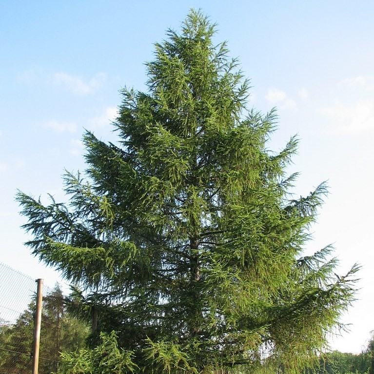 лиственница даурская (каяндера). Larix sibirica осенью. лиственница сибирская и сукачева. лиственница курильская шишки. марийский лес лиственница.