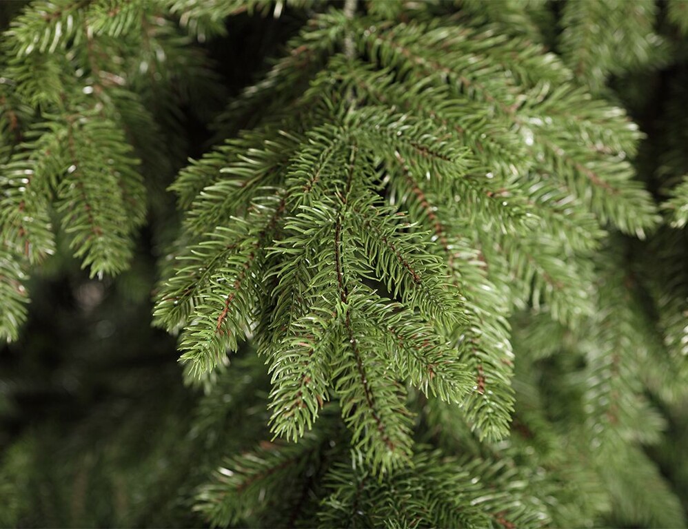 Елки литая хвоя. Елка Шотландия Crystal Trees. Ель Кристалл Трис Шотландия. Искусственная елка Шотландия заснеженная 230 см, литая 100% (Crystal Trees). Ель Шотландия премиум.