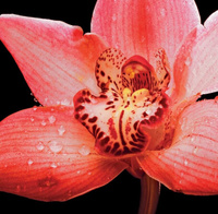 Керамогранит Panaria Zero.3 Experience Flora E Orchidea 100x100